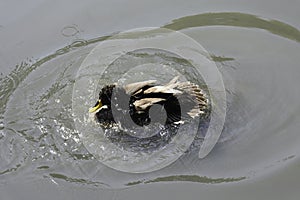 Bathing Yellow-billed Duck anas undulata