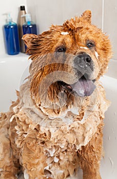 Bathroom to a dog chow chow