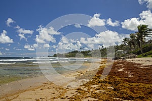 Bathsheba beach Barbados