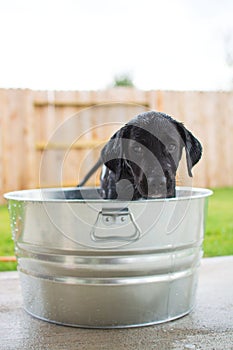 Bathtime puppy