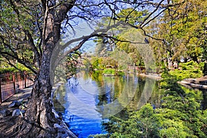 Bathurst Machatie park pond tree