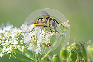 Batman hoverfly, Myathropa florea, pollinating