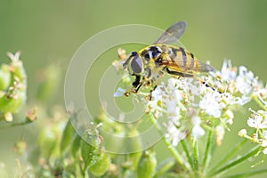 Batman hoverfly, Myathropa florea, pollinating