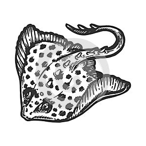 Batoidea stingray sea animal engraving vector