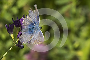 Baton blue (Pseudophilotes baton)