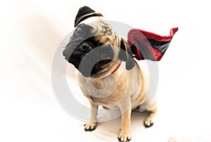 BatPug!