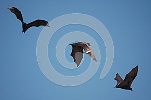 Bats