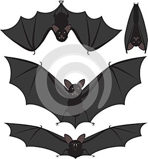 Bats