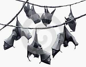 Bats