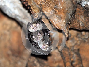 Bats in the cave