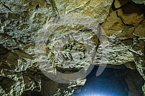 Bats on the ceiling of the mine