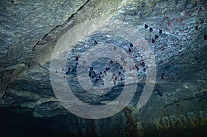 Bats on the ceiling of the mine
