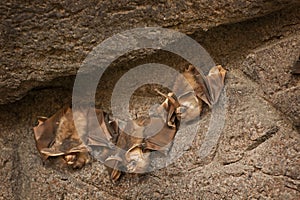 Bats Clinging to A Stone Wall photo