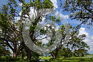 Bats colony hanging on high trees, Sri Lanka