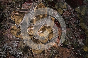 Bats - Common noctule - Nyctalus noctula