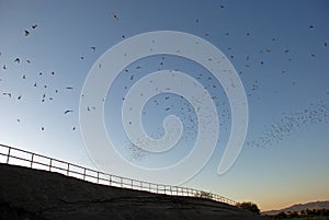 Bats Fly at Sunset