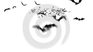Bats Flying 4K animation footage isolated on white background -  Endless loop . Bats Roaming Alpha Channel. Vampire Bats flying