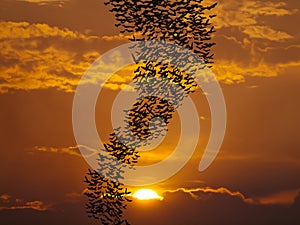 Bats flying againt sun