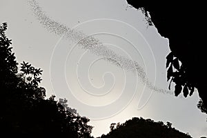 Bats flying in Gunung Mulu national park