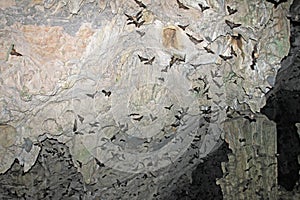 Bats flying in Lanquin Cave, Guatemala