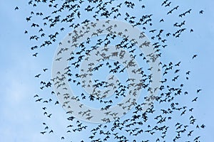 Bats flying speedy out of the cave Khao Chongpran.