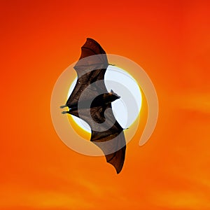 Bats flying at sunset