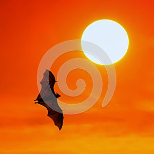 Bats flying at sunset