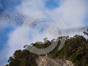 Bats in Gunung Mulu photo