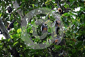 Bats hanging from tree