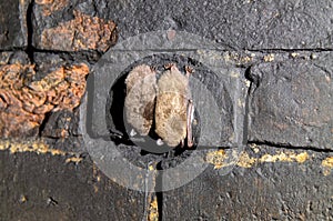 A bats hangs upside down in a dark disused tunnel