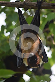 Bats indian flying fox Hanging at a Tree In  a forest