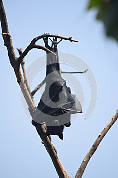 Bats indian flying fox Hanging at a Tree In  a forest