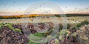 Bats Leaving Cave