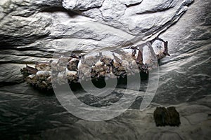 Pond bats wintering in cave, group of animals hanging on ceiling photo