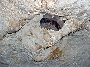 Bats resting on the ceiling of a cave in Girona in Cuba