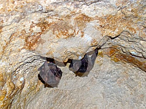 Bats resting on the ceiling of a cave in Girona in Cuba