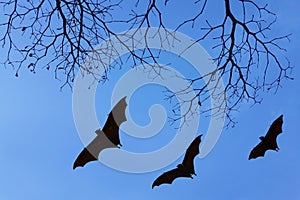 Bats silhouettes and beautiful branch for background usage