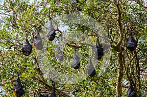 Bats sleeping upside down on the bunch of trees.