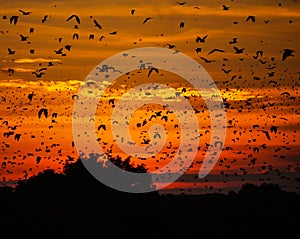 Bats at sunset photo