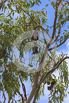 Bats on the tree photo
