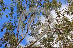 Bats on the tree photo