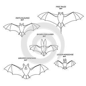 Bats. Vector black drawing outline image set.