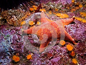 Batstar (Asterina miniata) photo