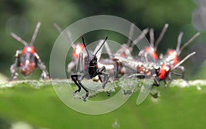 Battalion of soldiers locust nymphs.