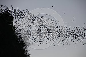 Battambong Bat Cave, Banan, Cambodia: Countless Bats swarming out in the evening dusk sky