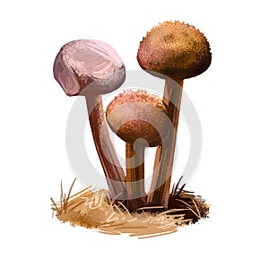 Battarrea phalloides, scaley or desert stalked puffball, sandy stiltball mushroom digital art illustration. Boletus has