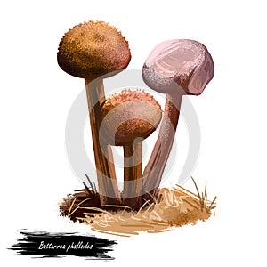 Battarrea phalloides, scaley or desert stalked puffball, sandy stiltball mushroom digital art illustration. Boletus has slender photo