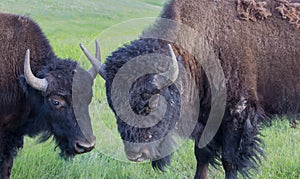 Batteling American Buffalo