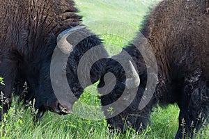 Batteling American Buffalo bulls in South Dakota