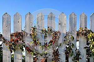 Batten fence